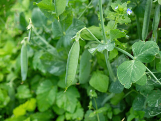Ripe pods of green pea growing on farm. Bush with bunch of pods of mangetout plant (Pisum sativum)...