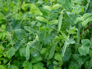 Ripe pods of green pea growing on farm. Bush with bunch of pods of mangetout plant (Pisum sativum) ripening in homemade garden. Organic farming, healthy food, BIO viands, back to nature concept.