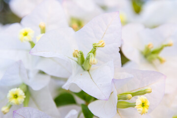 Bougainvillea glabra for background and spot shots.