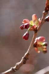 桜のつぼみ