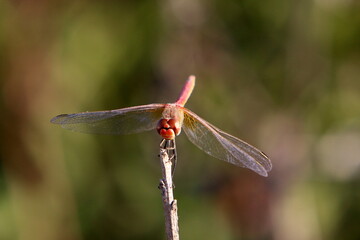 Insects are a class of invertebrate arthropods.