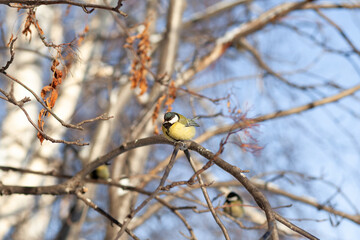 A beautiful little titmouse sits on a branch in winter and flies for food. Other birds are also sitting on the branches. Sparrows and titmice on a branch near the feeder