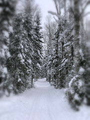 Winter road in a snowy forest, tall trees along the road. Beautiful bright winter landscape. There is a lot of snow on the trees. Winter season concept. Skiing trip