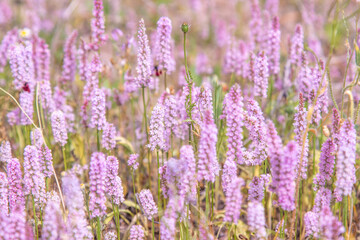Fototapeta premium texture of wild lavender,