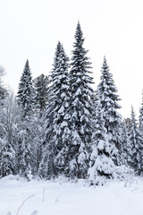 Winter road in a snowy forest, tall trees along the road. Beautiful bright winter landscape. There is a lot of snow on the trees. Winter season concept. Skiing trip