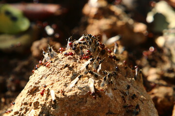 Insects are a class of invertebrate arthropods.