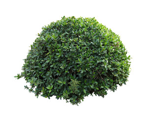 Obraz premium Tropical plant flower bush shrub tree isolated on white background with clipping path 