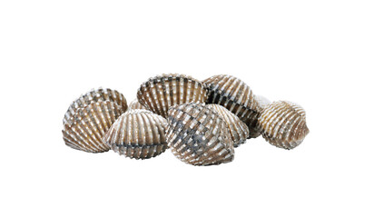 fresh cockles seafood   on transparent png
