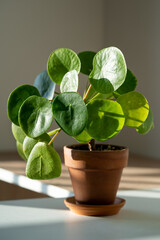 Closeup of Pilea peperomioides houseplant in terracotta pot on white table over gray wall at home. Sunlight. Chinese money plant. Indoor gardening, hobby concept