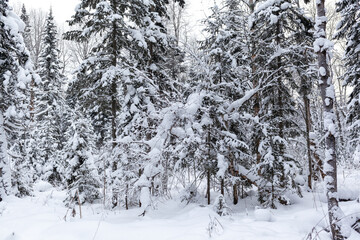 Winter road in a snowy forest, tall trees along the road. Beautiful bright winter landscape. There is a lot of snow on the trees. Winter season concept. Skiing trip