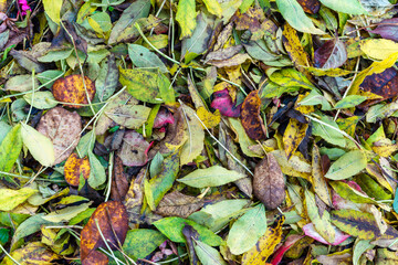 Autumn leaves colour background during the November fall on the forest floor, stock photo image