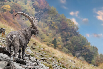 Painting the Alpine autumn, the king of the mountains (Capra ibex)