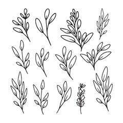 Hand drawn line art floral decorative elements, leaves, flowers, herbs and branches botanical doodles