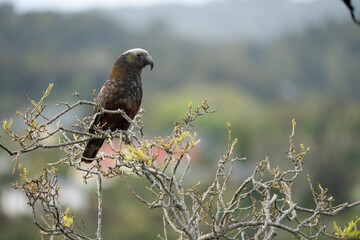 New Zealand kākā (Nestor meridionalis)
