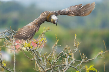 New Zealand kākā (Nestor meridionalis)