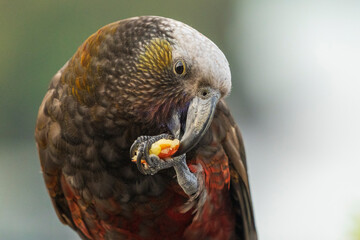 New Zealand kākā (Nestor meridionalis)