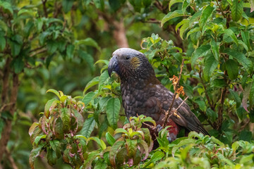 New Zealand kākā (Nestor meridionalis)
