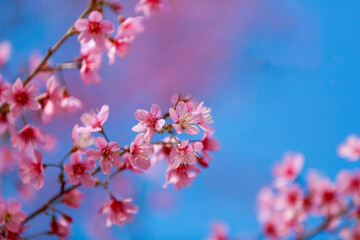 Cherry blossoms on nature background. beautiful pink cherry blossom branches on tree under blue sky, beautiful cherry blossoms during spring in garden, texture, flora, nature flower background