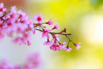Cherry blossoms on nature background. beautiful pink cherry blossom branches on tree under blue sky, beautiful cherry blossoms during spring in garden, texture, flora, nature flower background