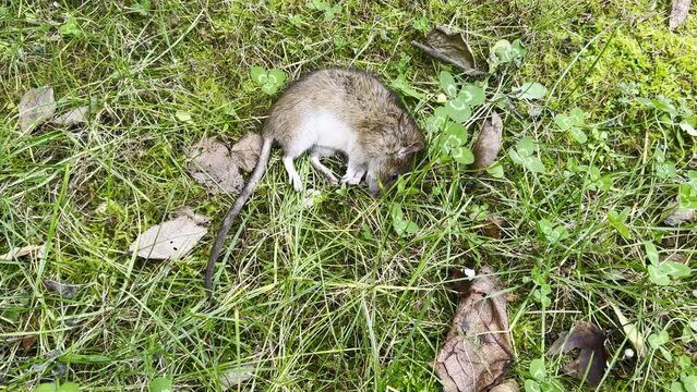 The dead mouse lies on the green grass.