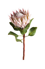 Protea isolated on white background. Big single flower with stem, leaves and gorgeous beautiful...