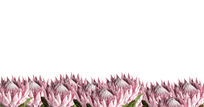Protea flower border isolated on white background. Decorative floral edge on banner