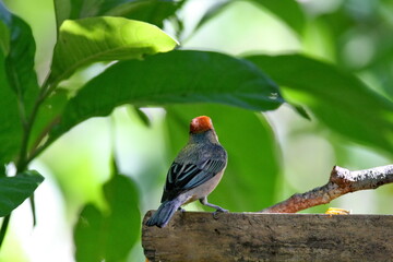 Scrub tanager (Stilpnia vitriolina) perched on a branch in the Intag Valley, outside of Apuela, Ecuador