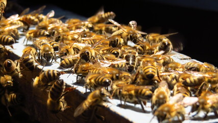 Bienenschwarm