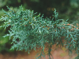 branch of lusitanian glaucous cypress close-up, selected focus