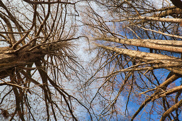 下から見上げる枯れた大きな大木