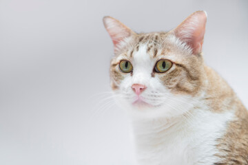 Tabby cat sitting on white background look at camera.