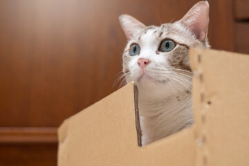 tabby cat in the paper box looked ahead in shock