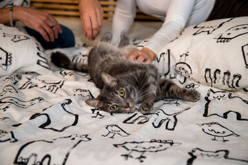 Portrait of a beautiful gray cat looking into the camera. Young couple is playing with their cat on the bed. - 559152269