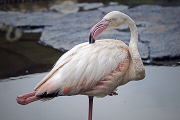 flamingo in the water