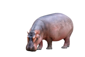 Hippopotamus isolated on transparent background png file