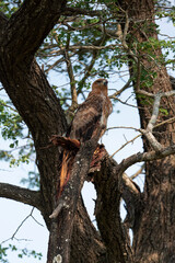 Aigle ravisseur,.Aquila rapax, Tawny Eagle