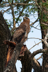 Aigle ravisseur,.Aquila rapax, Tawny Eagle