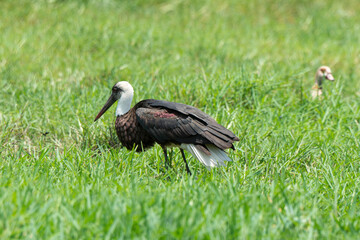 Cigogne épiscopale,.Ciconia episcopus, Woolly necked Stork