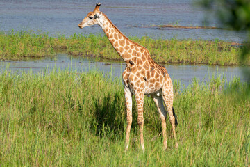 Girafe, Giraffa Camelopardalis, Parc national Kruger, Afrique du Sud