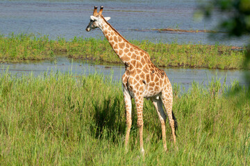 Girafe, Giraffa Camelopardalis, Parc national Kruger, Afrique du Sud