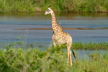 Girafe, Giraffa Camelopardalis, Parc national Kruger, Afrique du Sud