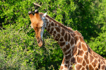 Girafe, Giraffa Camelopardalis, Parc national Kruger, Afrique du Sud