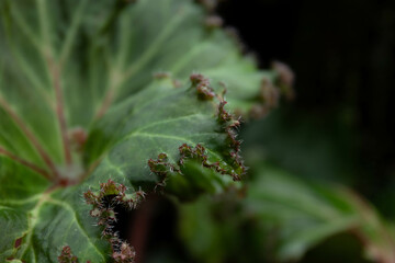 Fototapeta premium Beauty of nature, texture and pattern of green leaves, Begonia, Rhizomatous Begonia, Lettuce Leaf Begonia 'Bunchii' (Begonia)