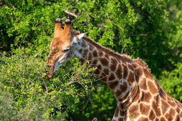 Girafe, Giraffa Camelopardalis, Parc national Kruger, Afrique du Sud