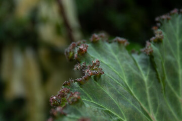 Beauty of nature, texture and pattern of green leaves, Begonia, Rhizomatous Begonia, Lettuce Leaf Begonia 'Bunchii' (Begonia)