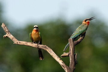 Guêpier à front blanc,. Merops bullockoides, White fronted Bee eater