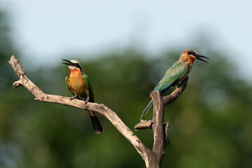 Guêpier à front blanc,. Merops bullockoides, White fronted Bee eater