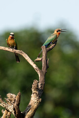 Guêpier à front blanc,. Merops bullockoides, White fronted Bee eater