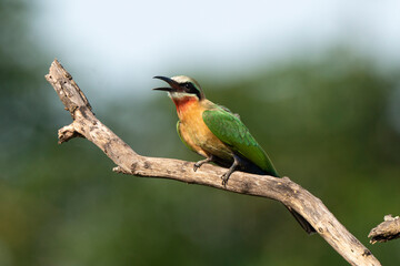 Guêpier à front blanc,. Merops bullockoides, White fronted Bee eater