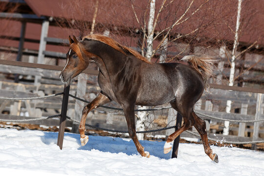 Beautiful arabian chestnut horse running on winter background, portrait in motion